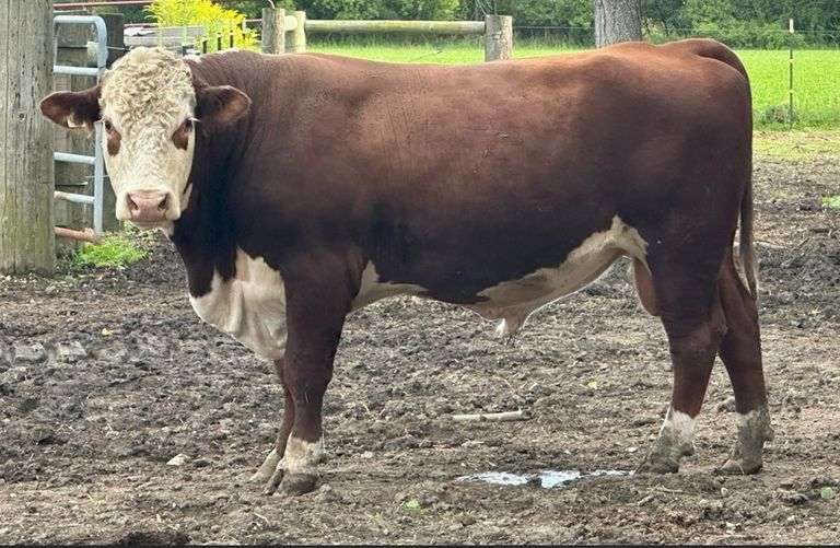 DTF ECLIPSE IJ38 3L28