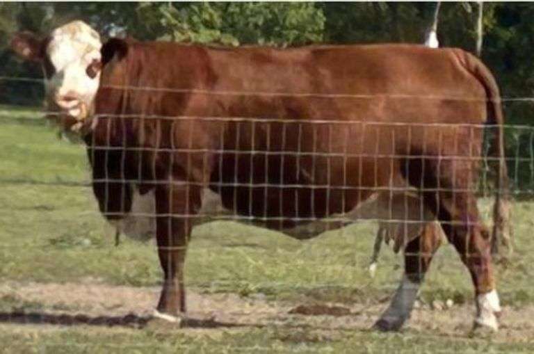 KD TATERS D813 SOFIE