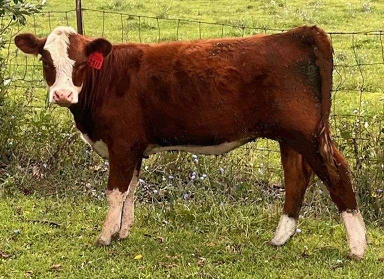 OPEN HEIFER CALF OUT OF LOT 28