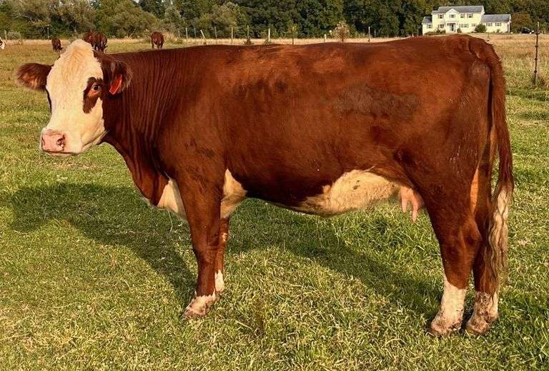 KD PORKY’S LEROY LADY 2213