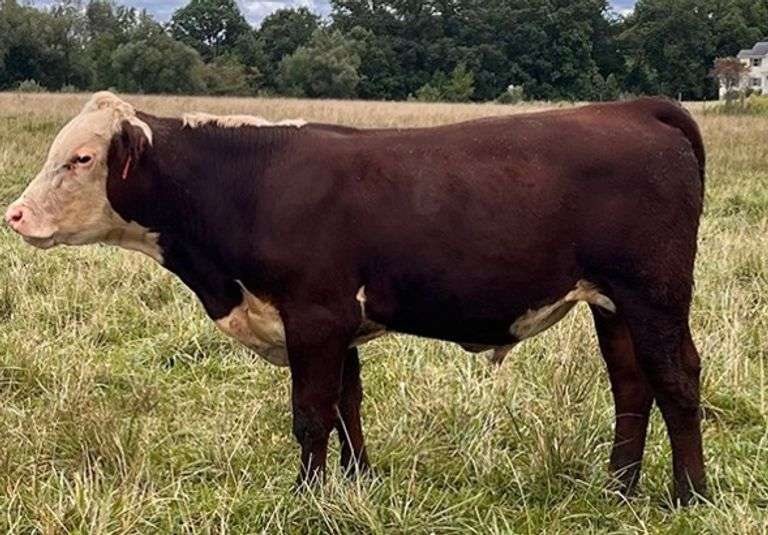 KD GOVS WILLOWS BILLY