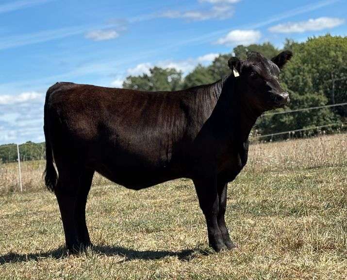 N-S Nash's 321 Hitman