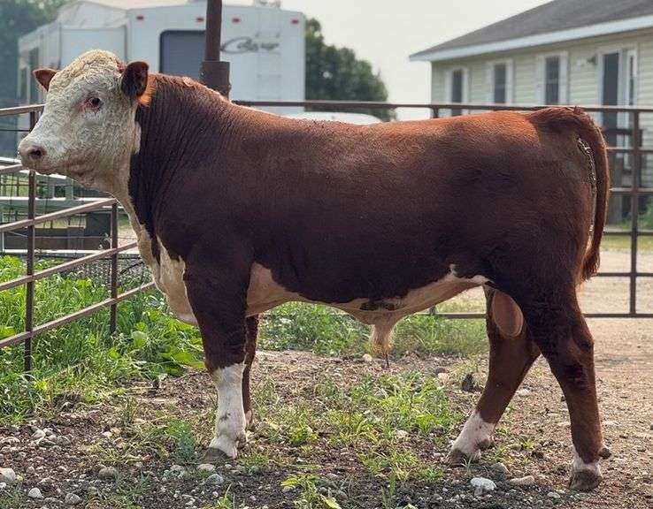 BRH MR BLACKBERRY CROWN