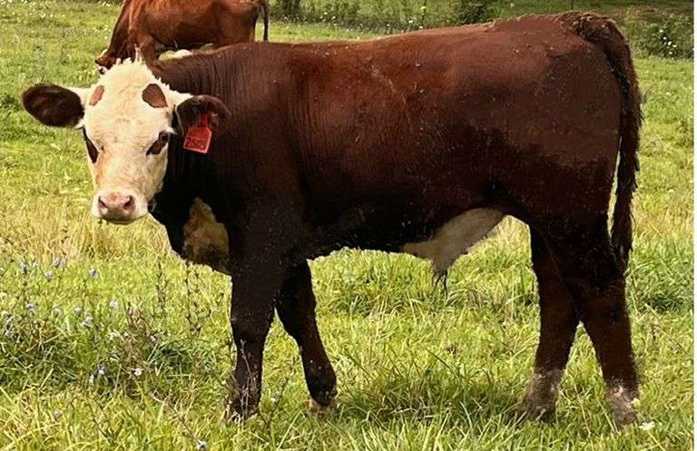 KD GOVS LEROYS LARRY