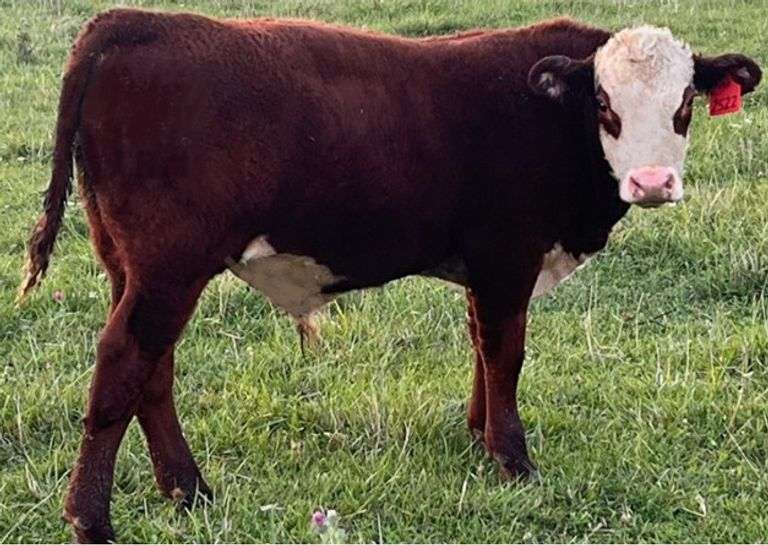 BULL CALF OUT OF LOT 27