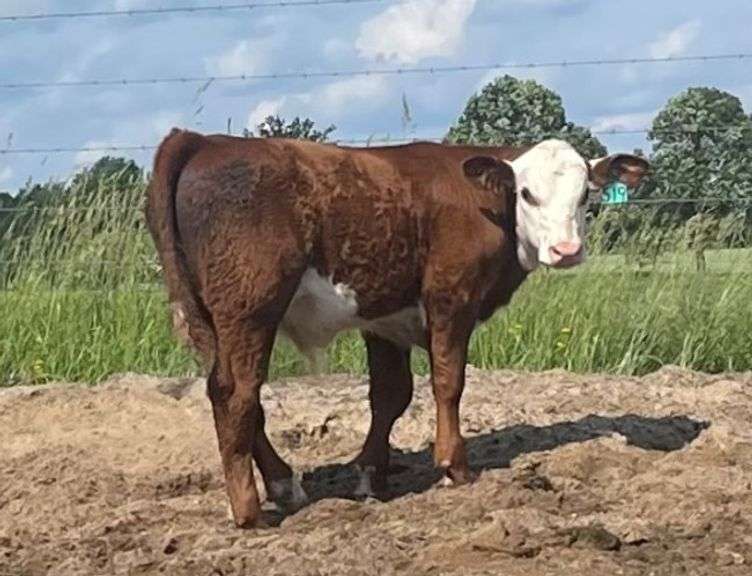 BULL CALF OUT OF LOT 8