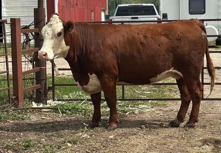 BRH MS JENNS CASH 2137