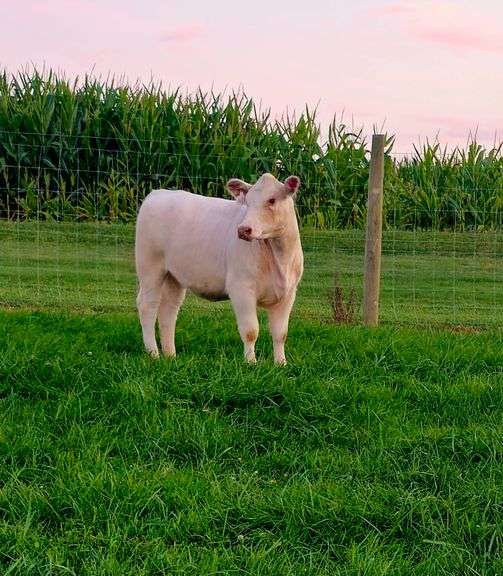 HDCC Ronan's Solution