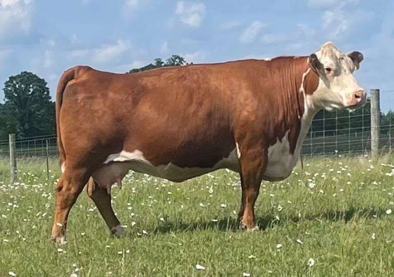 SSR MISS TRUSTED 706