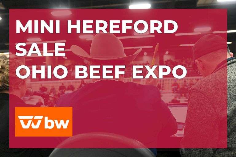 Mini Hereford Sale- Ohio Beef Expo Saturday March 21st 9:00am