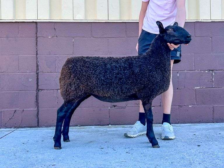 4-S Showstock