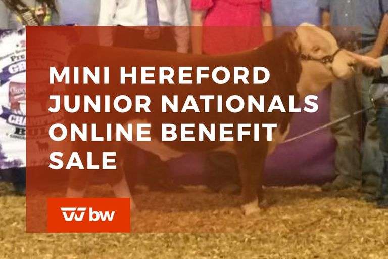 Miniature Hereford Junior Nationals Online Benefit Sale