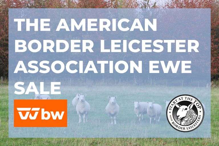 The American Border Leicester Association Ewe Sale