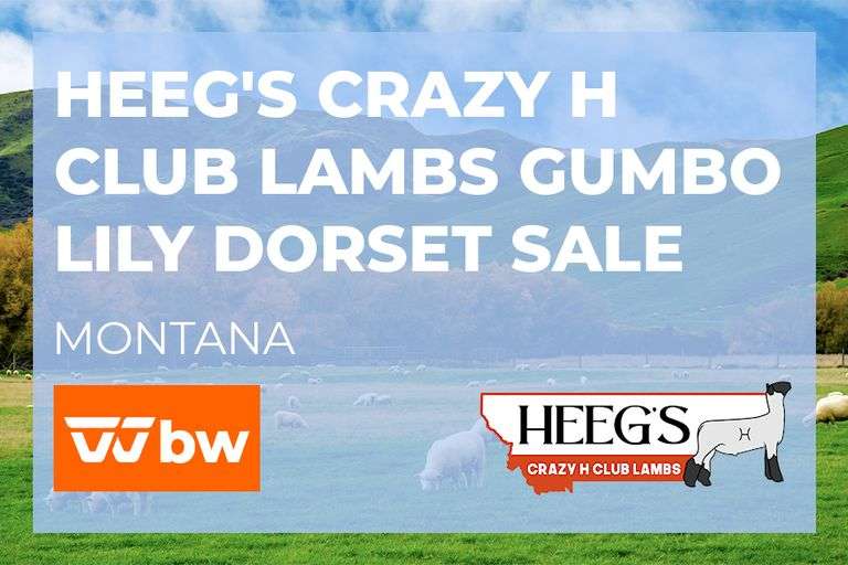 Heeg's Crazy H Club Lambs Gumbo Lily Dorset Sale – Montana-April 2026