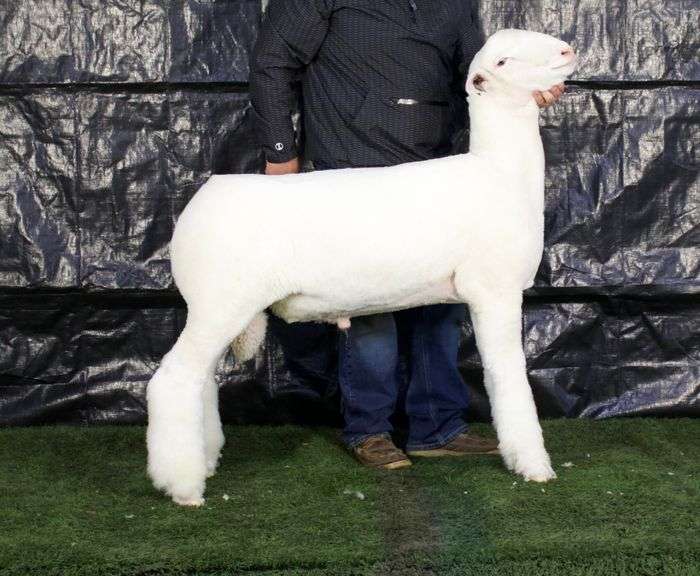 TM Livestock