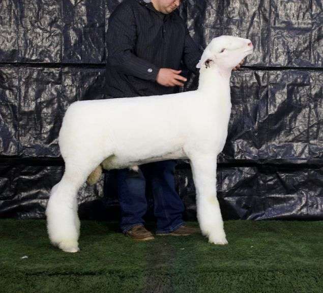 TM Livestock