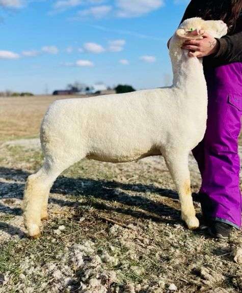 KP Livestock