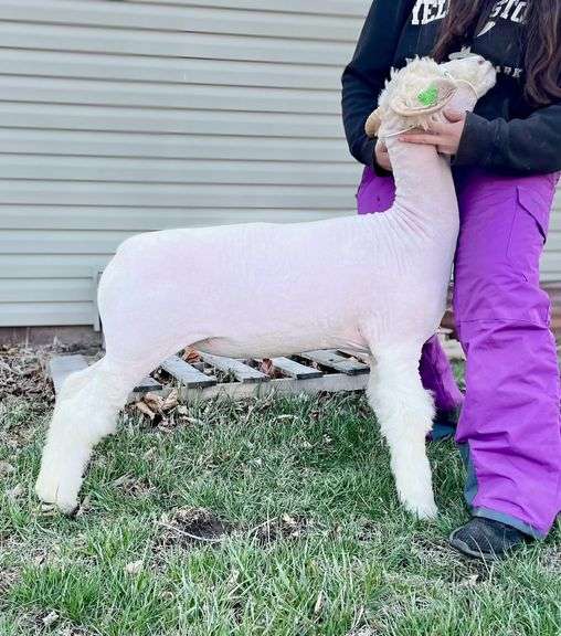 KP Livestock