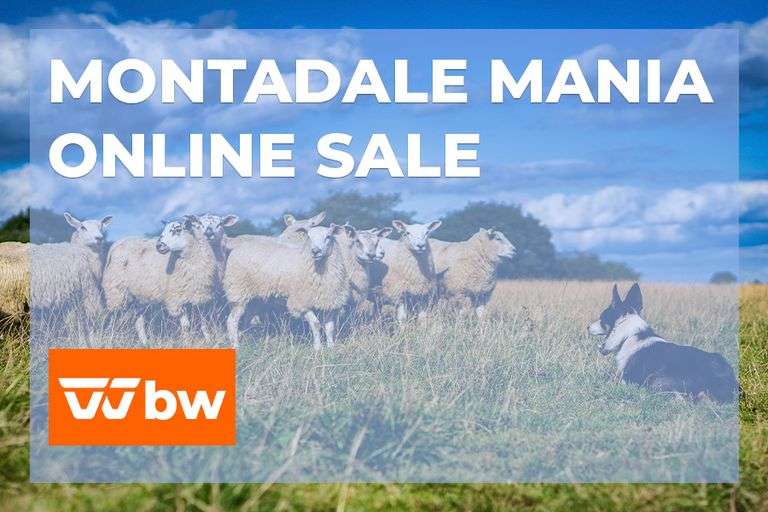 Montadale Mania Online Sale