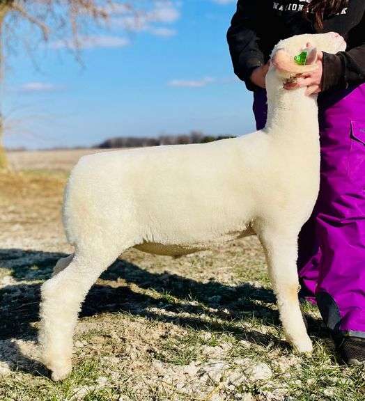 KP Livestock