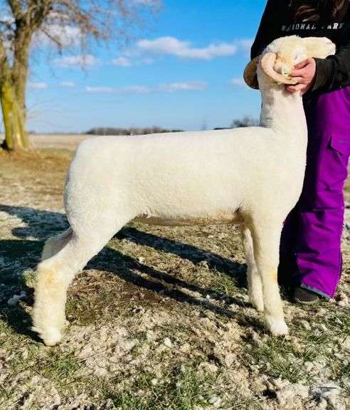 KP Livestock