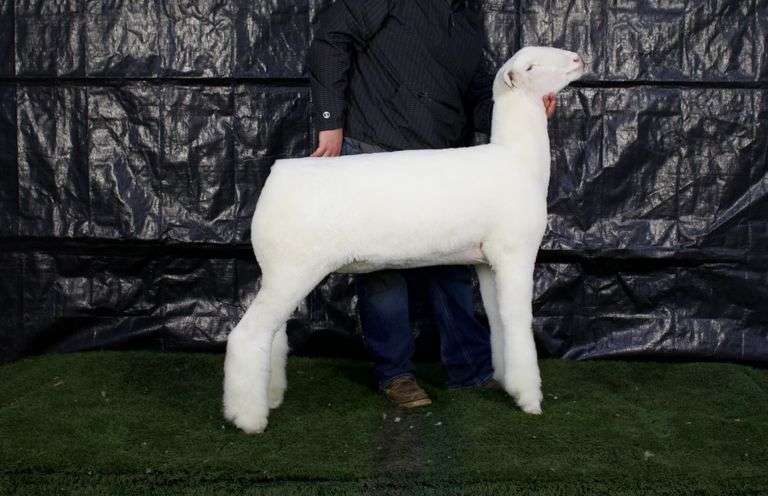 TM Livestock