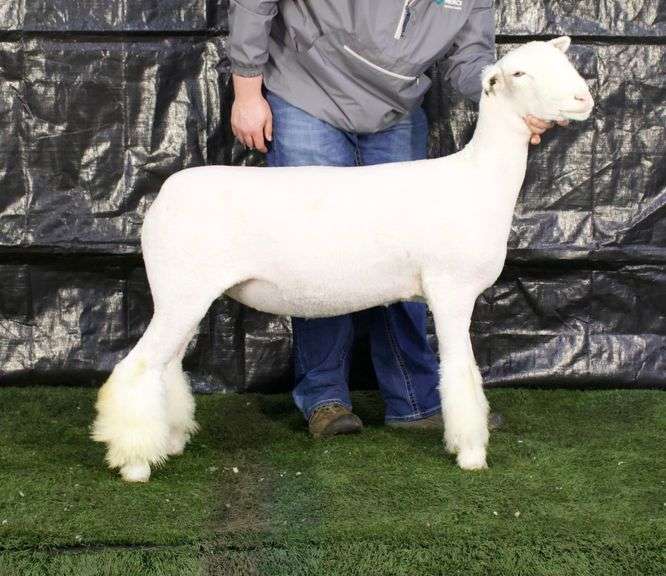 TM Livestock