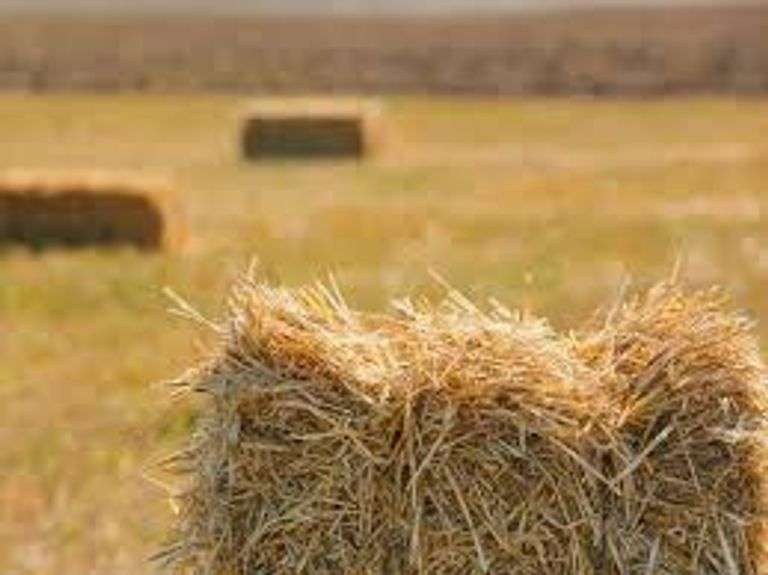 10 Square Bales of Straw after 2026 Harvest