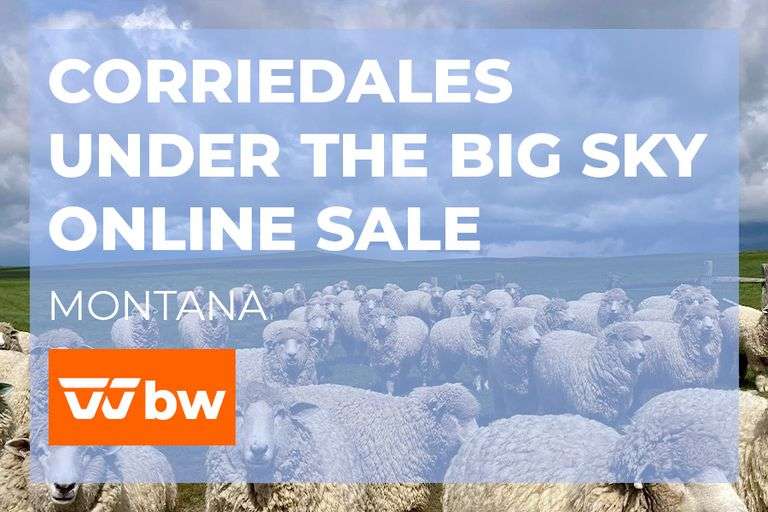 Corriedales Under the Big Sky Online Sale- Montana