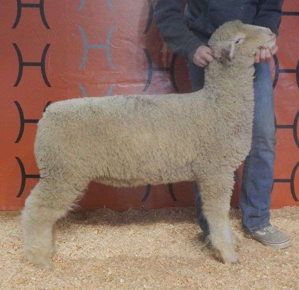 Heeg CHCL 26-33