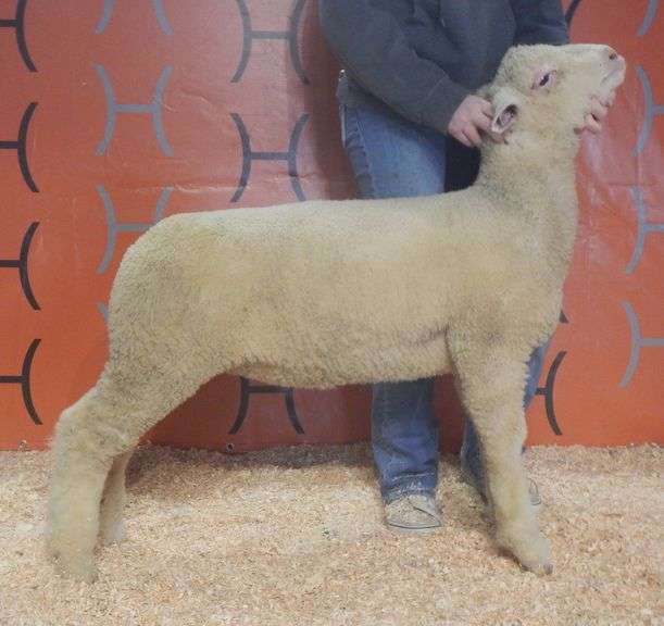 Heeg CHCL 26-56