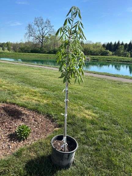 Ohio Buckeye Tree