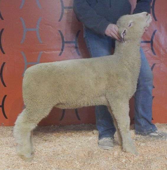 Heeg CHCL 26-73
