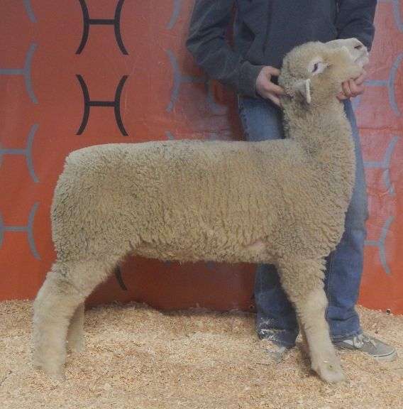 Heeg CHCL 26-22