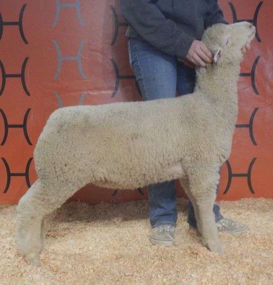 Heeg CHCL 26-43