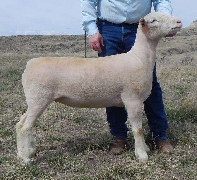 Heeg CHCL 25-29