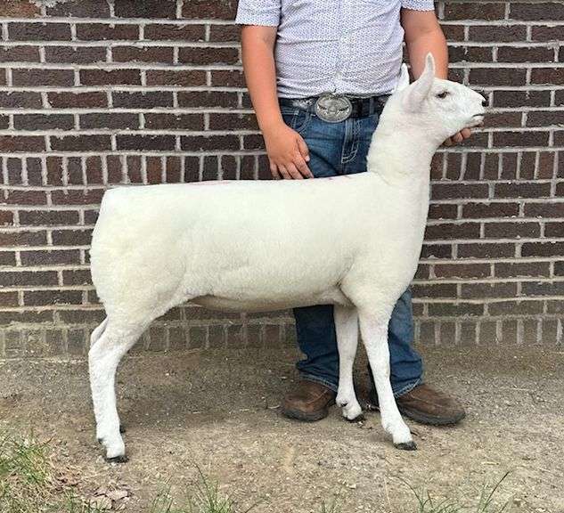 Murphy Livestock