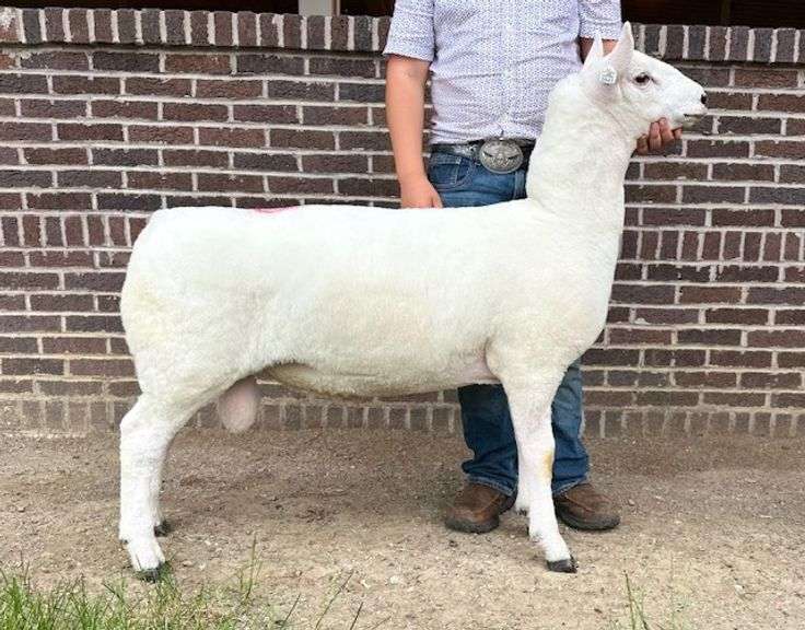 Murphy Livestock