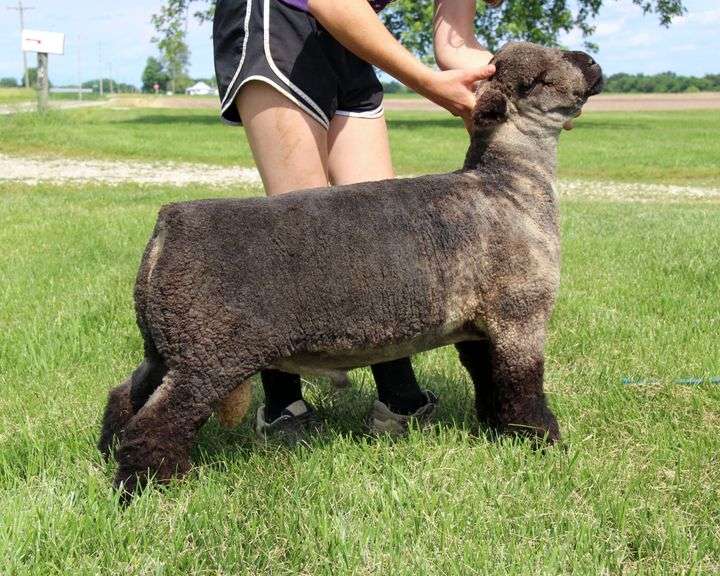 Nichols Sheep Farm
