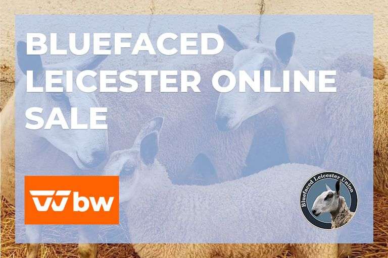Bluefaced Leicester Online Sale 