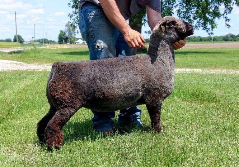 Nichols Sheep Farm