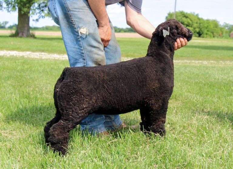 Nichols Sheep Farm