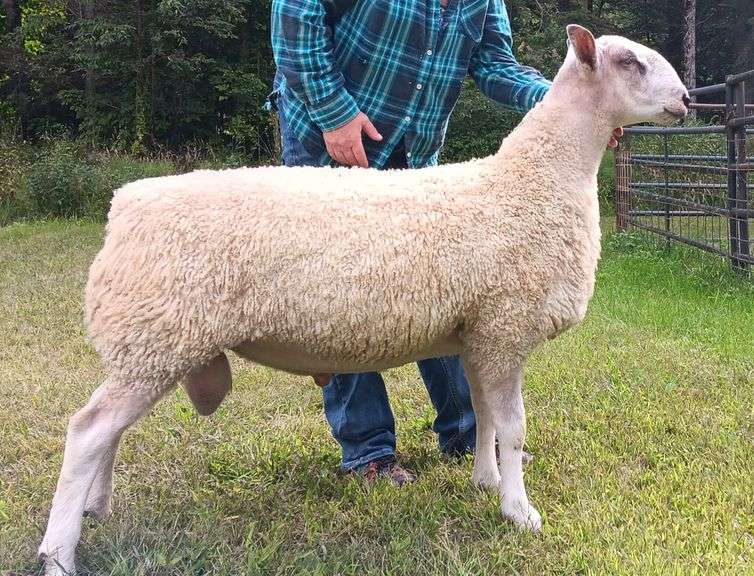 Granite State Sheep Company
