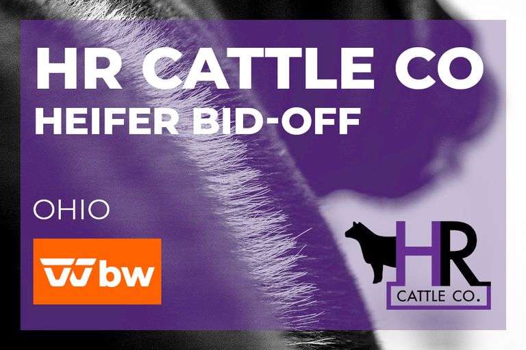 HR Cattle Co Heifer Bid-Off - VIEW ONLY - Bids Due Sept 27th at Noon
